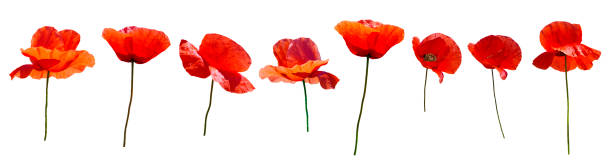 istock Set of flowers 1359195768