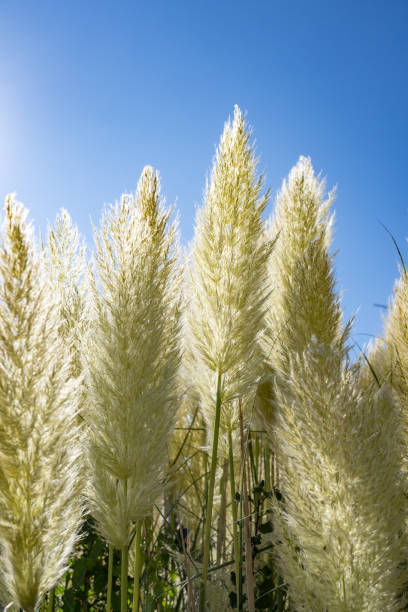 erba della pampa e alberi di pino contro il cielo blu - plant size foto e immagini stock