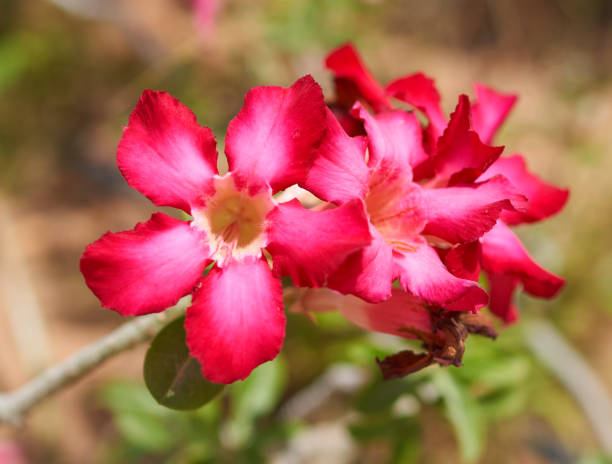istock red flowers grow on green background 1359197534