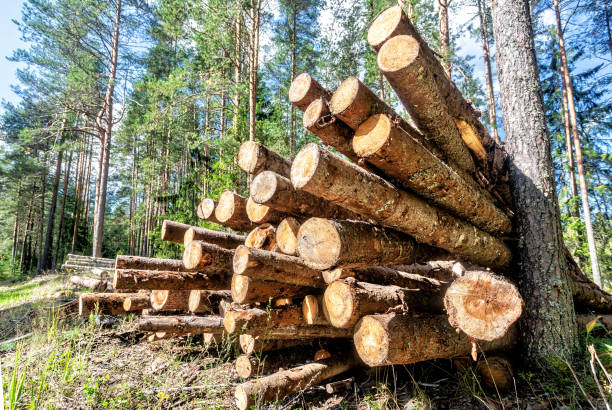 istock Sawn trees in the forest in summer 1359199286