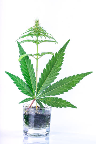 istock A small cannabis plant grows in a small glass vase with a large leaf in front isolated on white 1359199383