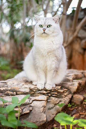 Angry scottish straight cat posing the camera