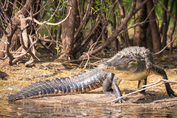 istock Large crocodile on edge of swamp water 1359201297