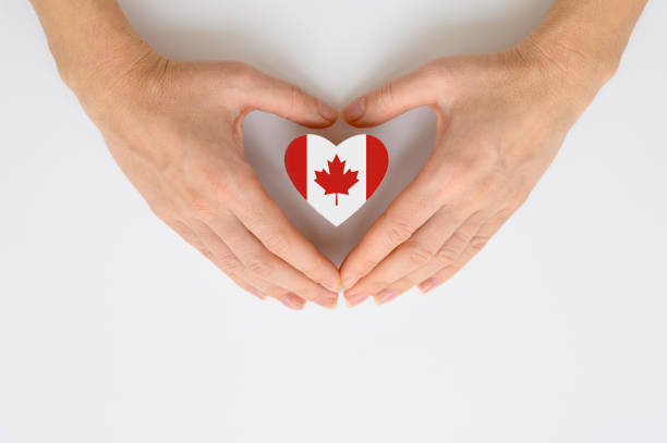 istock The national flag of Canada in human hands. 1359202404