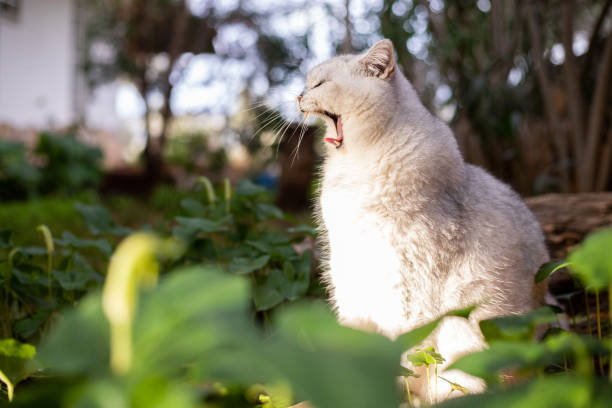 Scottish straight white cat giving a big yawn