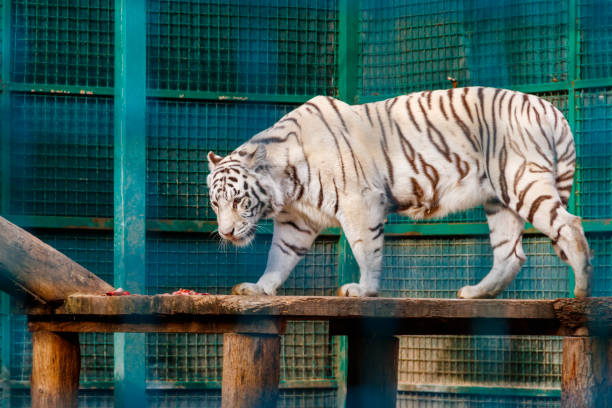 White tiger emerging from the shadows of the jungle