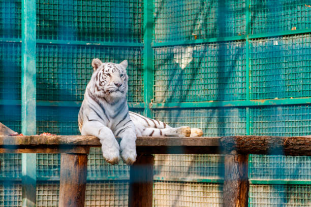 Portrait of the white tiger (Panthera Tigris)