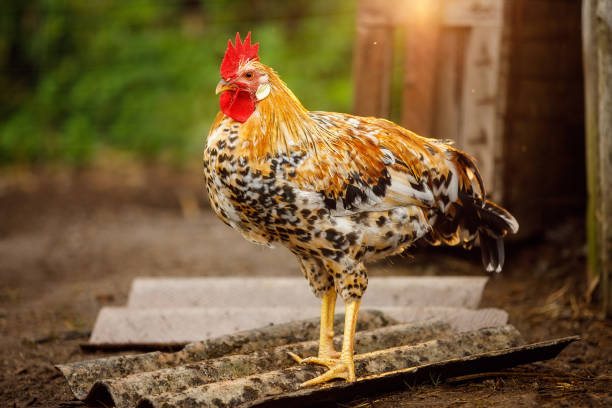 istock Great speckled rooster in a rural farmyard 1359202874