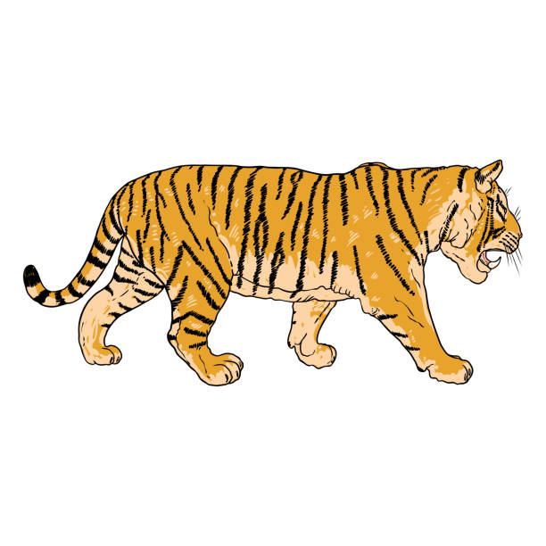 ilustrações, clipart, desenhos animados e ícones de tigre rugindo desenhando em fundo branco. ilustração de tigre rosnando furioso. gato grande irritado. vetor. - tiger animals in the wild stalking zoo