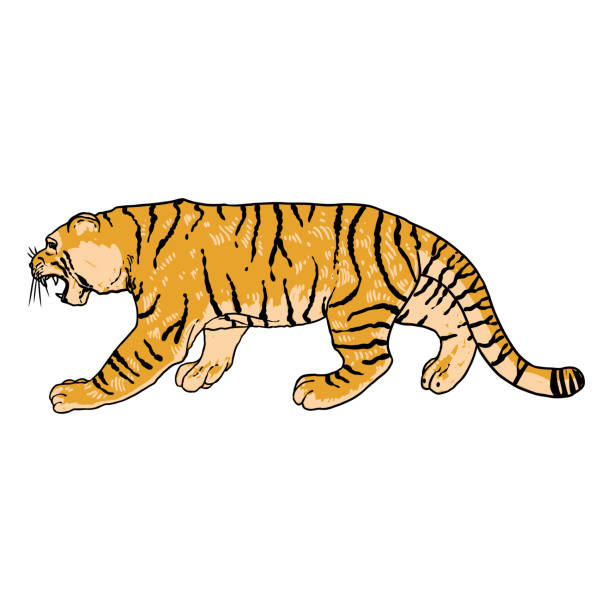 ilustrações, clipart, desenhos animados e ícones de tigre rugindo desenhando em fundo branco. ilustração de tigre rosnando furioso. gato grande irritado. vetor. - tiger animals in the wild stalking zoo