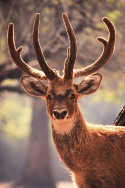 Animal-Deer stock photo