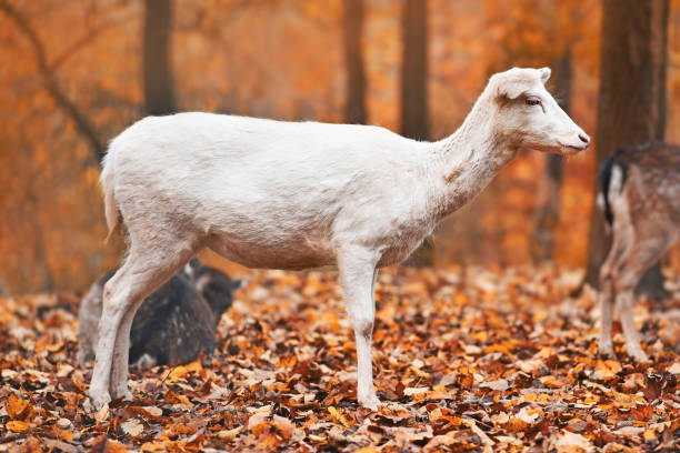 가을 숲에서 흰 유럽 의 우울한 사슴 - 다마사슴 뉴스 사진 이미지