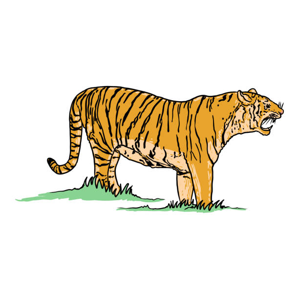 ilustrações, clipart, desenhos animados e ícones de tigre rugindo desenhando em fundo branco. ilustração de tigre rosnando furioso. gato grande irritado. vetor. - tiger animals in the wild stalking zoo