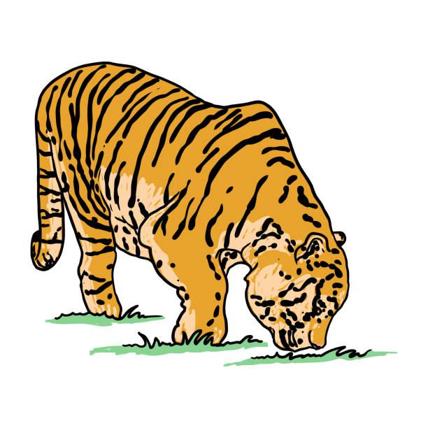 ilustrações, clipart, desenhos animados e ícones de tigre rugindo desenhando em fundo branco. ilustração de tigre rosnando furioso. gato grande irritado. vetor. - tiger animals in the wild stalking zoo