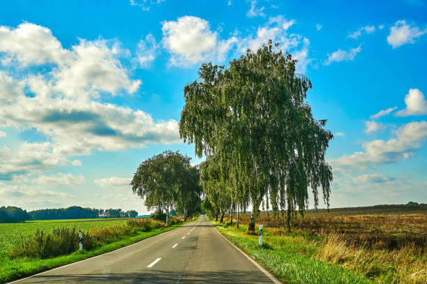 Sunny landscape with blue sky and clouds in Germany, through which a tree-lined country road leads.
