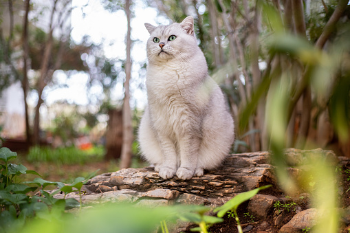 Scottish straight white cat