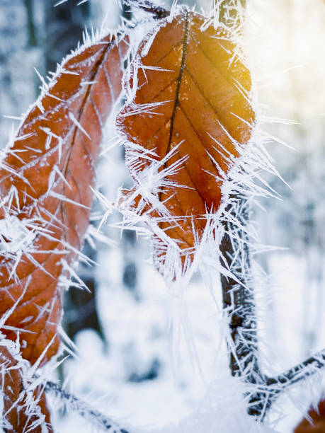 istock White shining frozen twig 1359203118