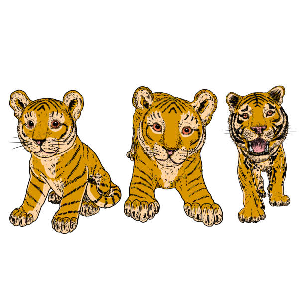 귀여운 아기 호랑이, 새끼 드로잉 세트. 벡터. - tiger animals in the wild stalking zoo stock illustrations