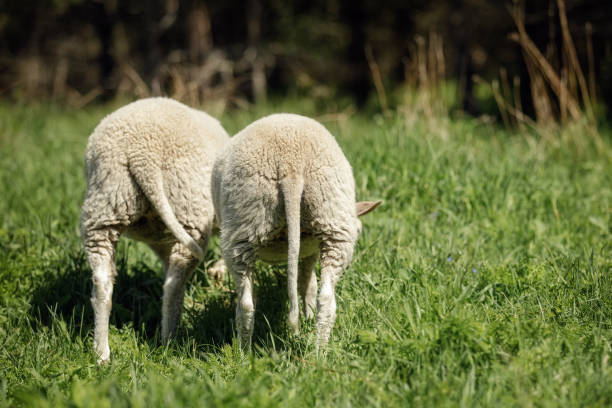 Two young lambs were photographed from the back in a green meadow stock photo