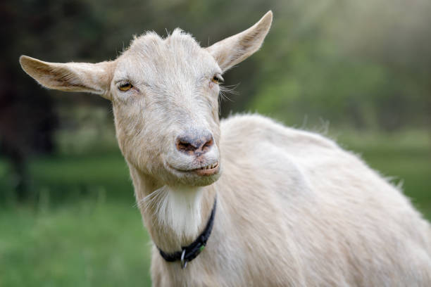 istock Goat with a beard looking at the camera and shows face grimaces and teeth 1359204044