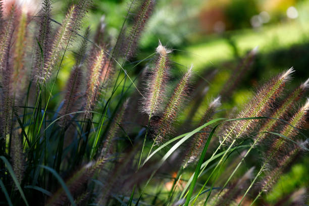 vista de capim-fonte carmesim no campo de primavera - pennisetum - fotografias e filmes do acervo
