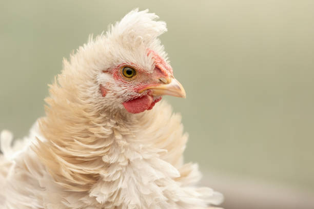 istock Gentle fluffy creamy chicken on a light background, there is space for an inscription. 1359204328