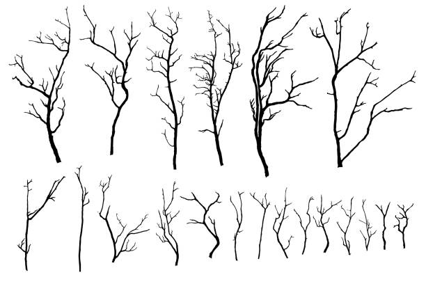 Branch of cherry tree set isolated on a white with no flowers bloom.  Sakura or Japanese winter branches or sticks, silhouette. Vector. Branch of cherry tree set isolated on a white with no flowers bloom.  Sakura or Japanese winter branches or sticks, silhouette. Vector. branch stock illustrations
