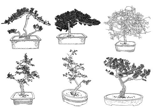 Set of Bonsai Japanese trees growing in pots and containers. Drawing from real trees. Decorative little trees in Bonsai style set, hobby. Vector.