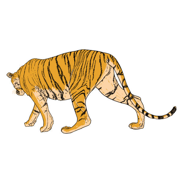호랑이 산책. 아무르 또는 시베리아 호랑이, 큰 야생 고양이. 빨간 책에서 멸종 위기에 처한 동물, 손으로 그린. 벡터. - tiger animals in the wild stalking zoo stock illustrations