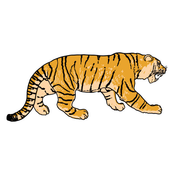 ilustrações, clipart, desenhos animados e ícones de tigre andando. amur ou tigre siberiano, grande gato selvagem. animal em extinção do livro vermelho, desenhado à mão. vetor. - tiger animals in the wild stalking zoo