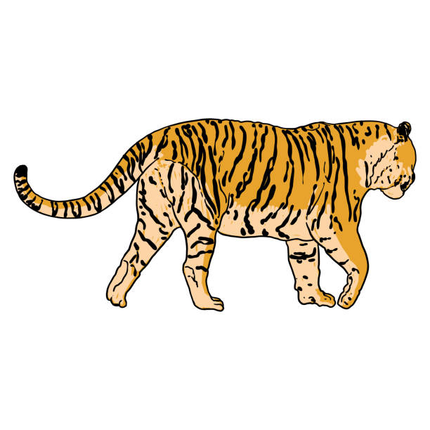 ilustrações, clipart, desenhos animados e ícones de tigre andando. amur ou tigre siberiano, grande gato selvagem. animal em extinção do livro vermelho, desenhado à mão. vetor. - tiger animals in the wild stalking zoo