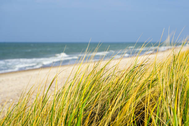 beautiful seascape with seagrass along the sandy baltic sea coast, selective focus