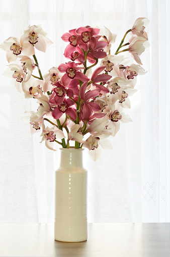 A bouquet of gorgeous giant white and burgundy orchids in a white vase on a windowsill against a white tulle curtain. Greeting card.