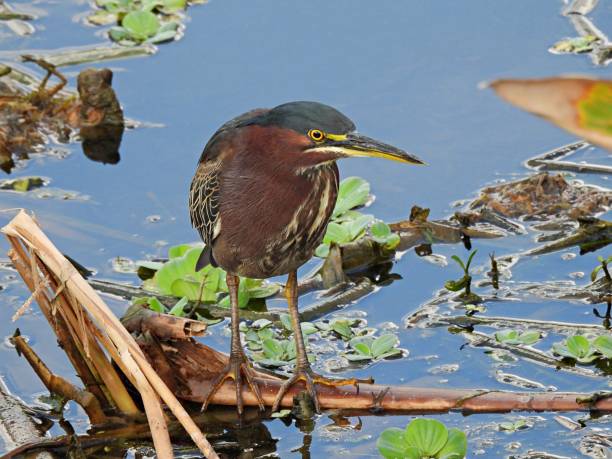 istock Green Heron (Butorides virescens) perched frond in the wetlands 1359205050