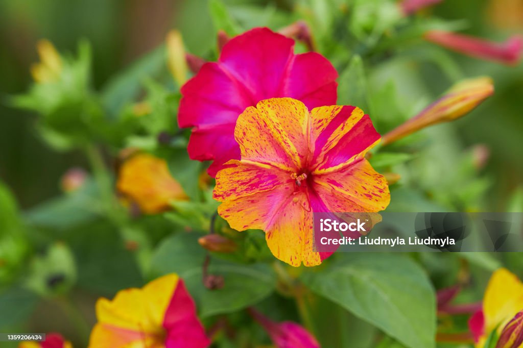 Colorful flowers of Mirabilis Jalapa (four o'clock flower) Colorful flowers of Mirabilis Jalapa (four o'clock flower) blooming in the evening Flower Stock Photo
