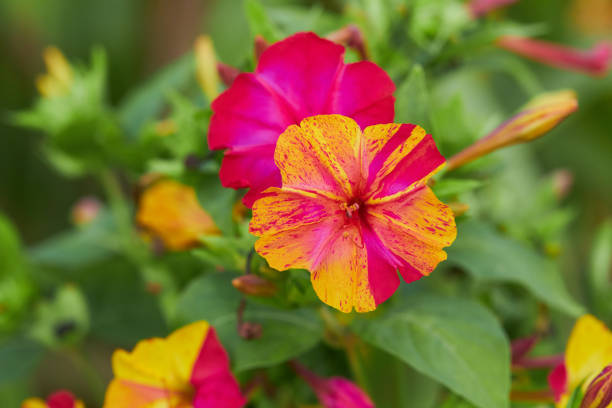 Colorful flowers of Mirabilis Jalapa (four o'clock flower) Colorful flowers of Mirabilis Jalapa (four o'clock flower) blooming in the evening mirabilis jalapa stock pictures, royalty-free photos & images