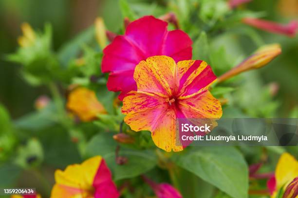 Colorful Flowers Of Mirabilis Jalapa Stock Photo - Download Image Now