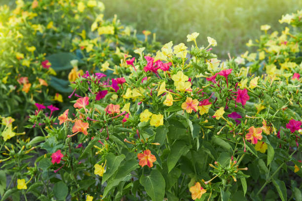 Colorful flowers of Mirabilis Jalapa (four o'clock flower) Colorful flowers of Mirabilis Jalapa (four o'clock flower) blooming in the evening mirabilis jalapa stock pictures, royalty-free photos & images