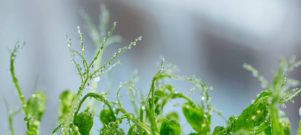 istock Close up of pea microgreen sprouts 1359206560