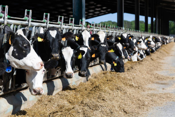 istock Cows eating in cowshed at dairy farm 1359206757