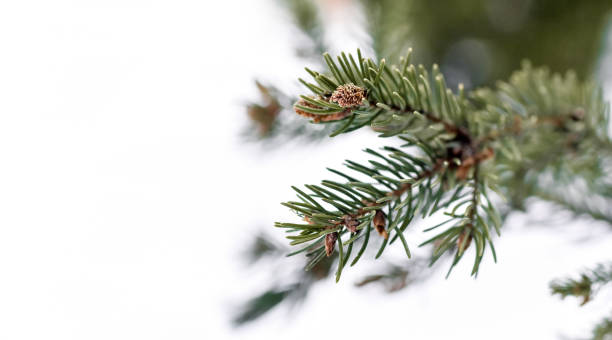 istock Christmas composition. Green spruce branch, isolated on white background. Christmas tree branch. Copy space. 1359207143