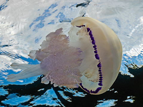 Lung jellyfish, Lungenqualle (Rhizostoma pulmo)