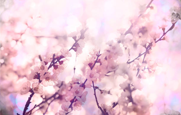 istock Flowers of the cherry blossoms 1359208142