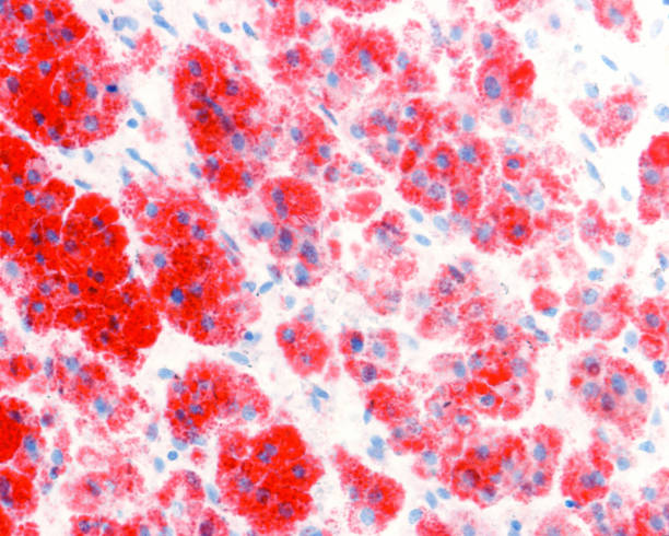 istock Adrenal gland cortex. Zona reticularis. Lipid droplets 1359209979
