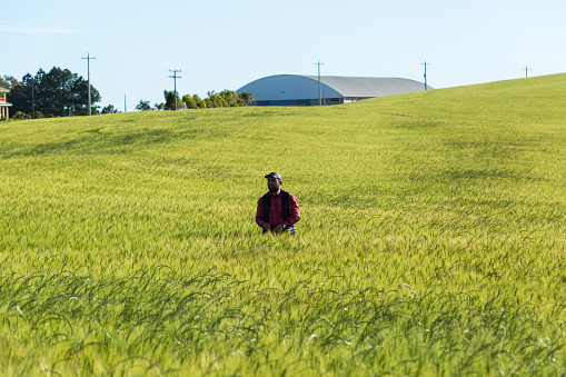 A man analyzing the wheat in the middle of the field.