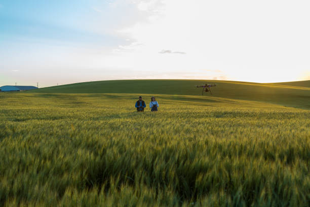 dron bez praw autorskich lata w uprawie pszenicy - aerial view mid air farm field zdjęcia i obrazy z banku zdjęć