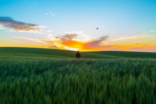 This drone has been assembled and has no trademark inspecting a wheat field.\nMore images and videos in our portfolio https://www.istockphoto.com/collaboration/boards/XzTIkx_DBkyP7bhdXqZE7A