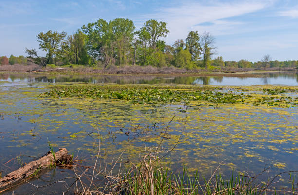istock Wetlands in a Great Lakes Peninsula 1359211885