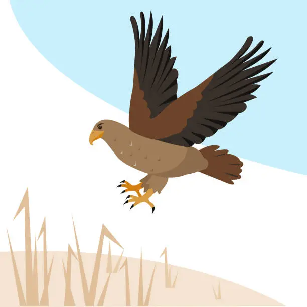 Vector illustration of Hawk or kite predatory bird flies or attacks.