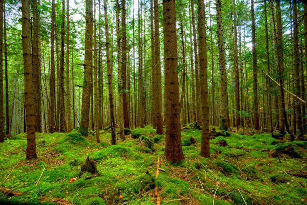 istock Sunlight in the green forest 1359213513
